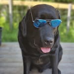 Elin Jensen - @toddy_the_labrador - Instagram