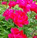 Elin Mayer - Facebook