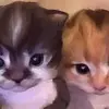 eli_&_parker💖 - @elinparker - TikTok