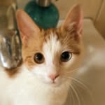 Elin Petersen - @cats_are_cute123 - Instagram