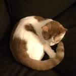 Elin Petersen - @cats.are.cute - Instagram