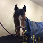 Elin Robinson - @showjumping.breeze_ - Instagram