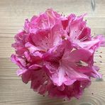 Elin Schmidt - Facebook