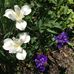 Elinor Anthony - Facebook