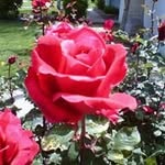 @blackburnelinor - Instagram