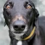 Eleanor Collins - @eleanorgreyhounds - Instagram