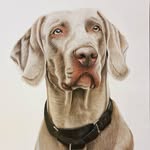 Eleanor Cook - @eleanorcookportraits - Instagram