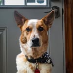 Eleanor Davidson - @grit.puppy - Instagram