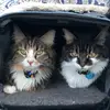 Eleanor & Diamond - @diamondandeleanor - TikTok