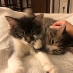 Eleanor And Diamond - @thebeatleskittens - Instagram