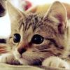 Elinor Green - @elinor.green - TikTok