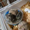 Elinor HalleElinor HalleElinor - @elinor.halleelino - TikTok