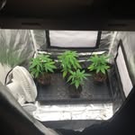 Eleanor Lamb - @polish_node - Instagram