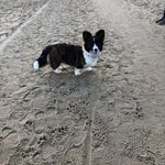 Elinor McNulty - @ellathefluffycardigancorgi - Instagram
