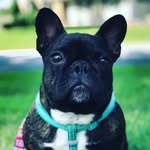 Eleanor Ryan - @missellathefrenchie - Instagram