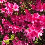 Elinor Saunders - Facebook