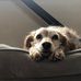 Eleanor Sharp - Facebook