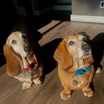 Eleanor Pearl & Stanley Nelson - @stanley.eleanor.puppers - Instagram