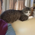 Elinor Terrell - @charmingchester_theonly - Instagram