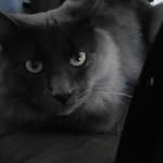 Eleanor Upton - @ellythecatlover - Instagram