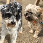 Eleanor, Walter, & Finn - @eleanor_and_walter - Instagram