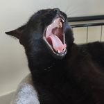Eliot Stone - @birdmadeofstone - Instagram