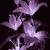Elisa Arnold - @elisa.arnold0 - TikTok