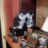 Elisa Badillo - @elisa.badillo8 - TikTok