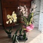 Elisabetta Barsotti - @elisabetta.barsotti - Instagram