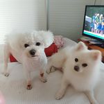 능소화 - @elisabell.ilsan - Instagram