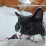 elisa🐱 - @elisa_best_cat - Instagram
