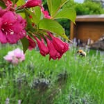 Elisa - @bloom_with_elisa - Instagram