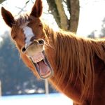 Elisa Bower - @equinerunner236 - Instagram