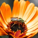 Lisa Boyce - @chasinglightphoto - Instagram