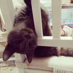 Elisa Bruce Ranieri Dickinson - @elisa_dickinson - Instagram