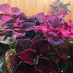 Elisa Busch - @elisabusch8 - Instagram