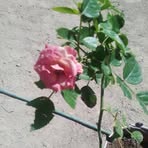 Elisa Celis - Facebook