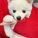 Elisa Chen - @elisachen530 - Instagram