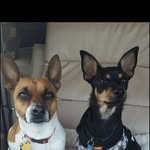 Lisa Colangelo - @duke_an_harlee - Instagram