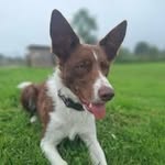 Elise Everett-Stevens - @little_swifts_adventures - Instagram