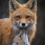 Elisa Morley Farmer - @farmer_familam - Instagram