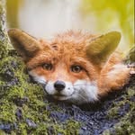 Elisa. Foxy - @elisa.foxy - Instagram