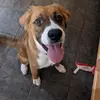 Elise Gallagher - @elisethecrazydoglady - TikTok