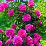 Elisa Heide - Facebook