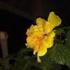 licha - @elisaherbert2 - TikTok