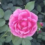 Elisa Hicks - @library_teacher12 - Instagram
