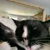 Jelisa Hicks - @jelisahickss - TikTok