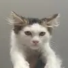 Elisa Jacobs - @jacobs.elisa - TikTok