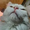 elisa kessler - @elisakessler - TikTok
