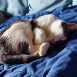 Elisa Leoni - @imieiamici_a4zampe - Instagram